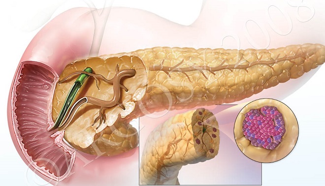 Pancreas 